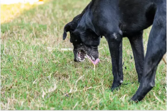 Dog Vomiting White Foam