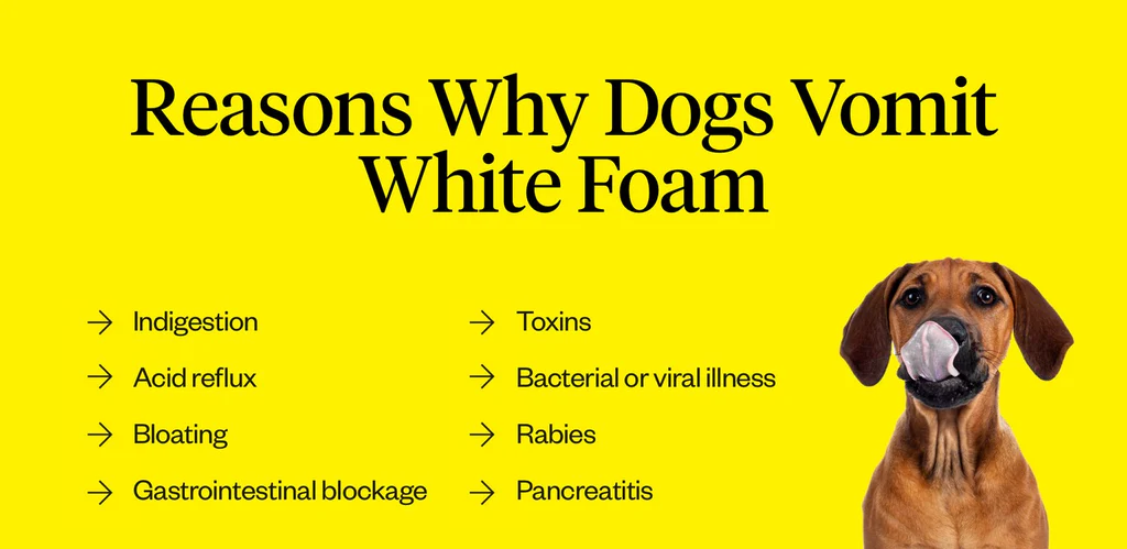 Dog Vomiting White Foam